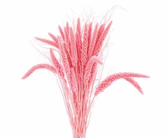 Dried Setaria Italica Pink Bunch