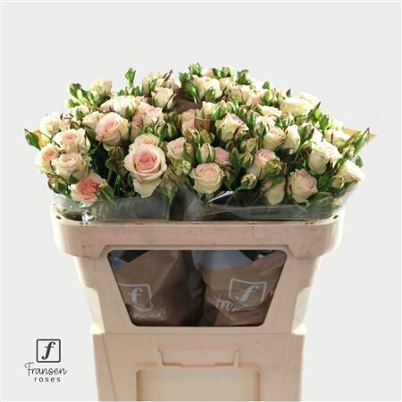 R Tr Pinky Promise 70cm
