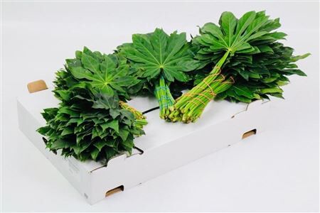 Aralia Costa Rica Extra 50cm