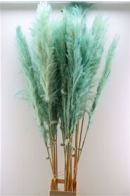 Dried Cortaderia Dadang Light Blue 180cm P Stem