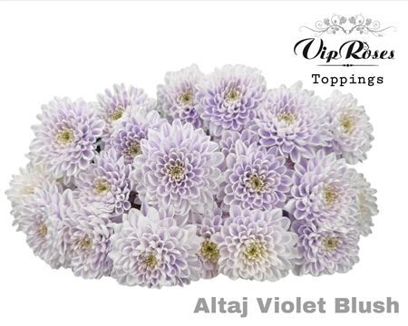 Chr T Altaj Violet Blush