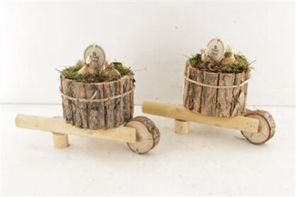 Arr4 Narcis Pl - Kruiwagen Boomschors