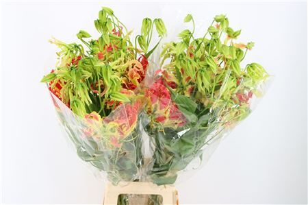 Gloriosa Southern Wind