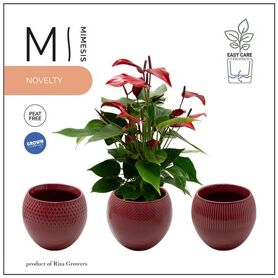 Anthu An Banderola Lava Keramiek Bolivia