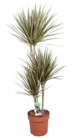 Dra Bicolor 60-30-15