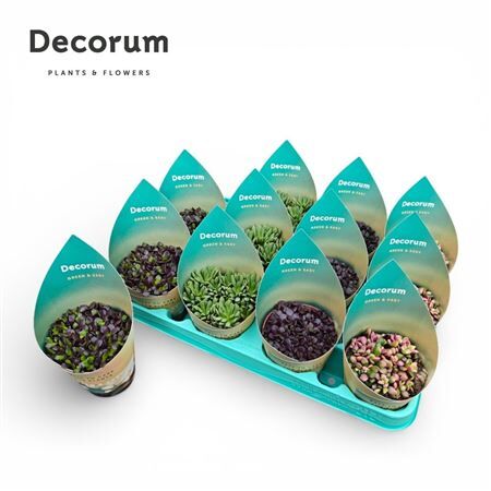 Anacampseros Mix Green&easy