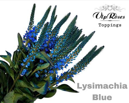 Lysimachia Blue