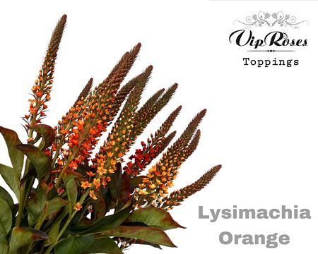 Lysimachia Orange
