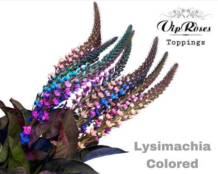 Lysimachia Colored