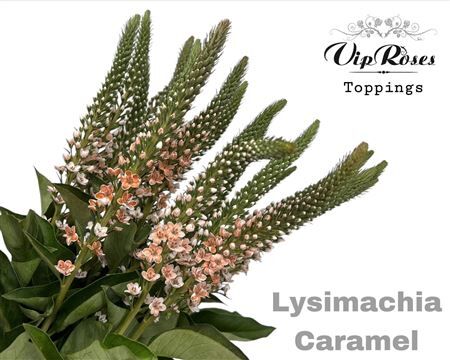 Lysimachia Caramel