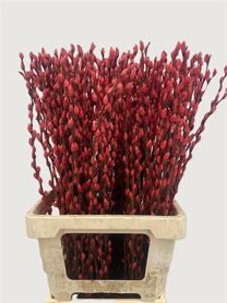 Salix Wilgenkatjes Red 70cm P Stem