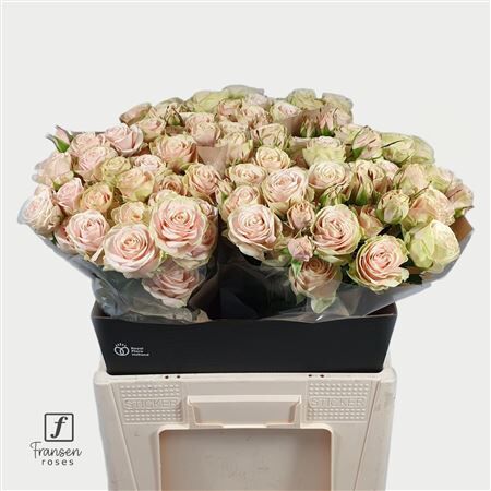 R Tr Whitney 60cm