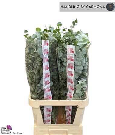Euca Cinerea Super P Stem 100 Cm