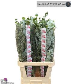 Euca Cinerea Super P Stem 100 Cm