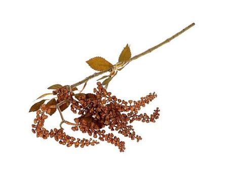 Branch Berry Jungle L72