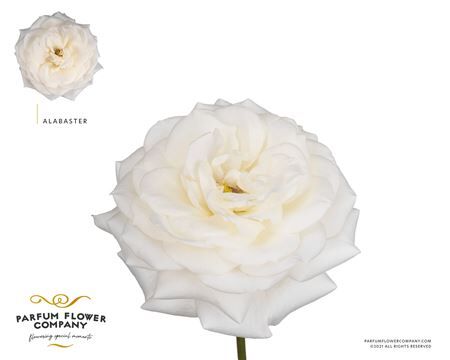 R Gr Garden Alabaster