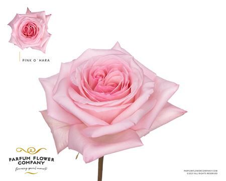 Rosa Parfum Pink O Hara