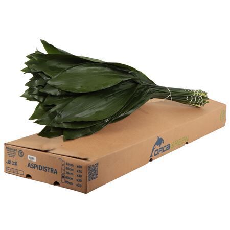 Aspidistra 80cm