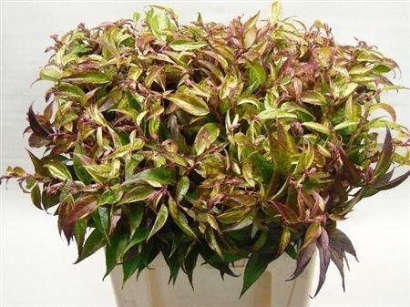 Leucothoe Walteri Rainbow
