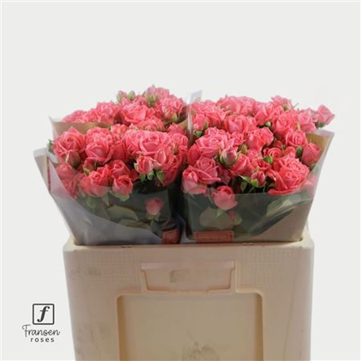 R Tr Barbados | Van der Plas