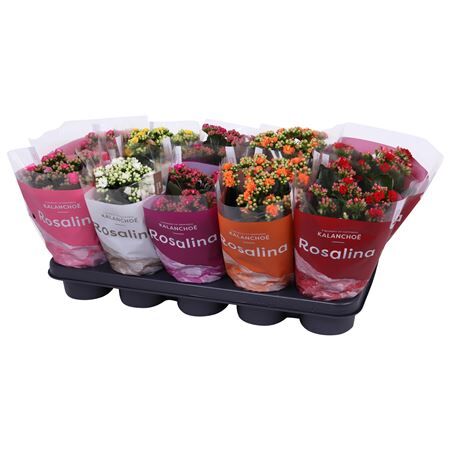 Kalan Gev Gemengd Tst