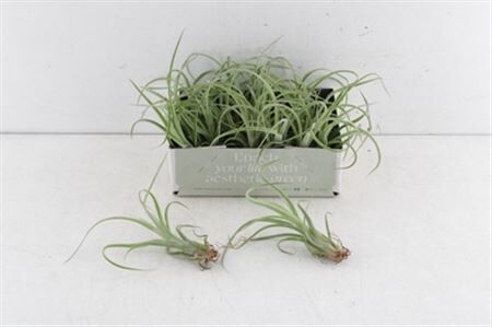 Arr3 Cp Tillandsia Curly Slim