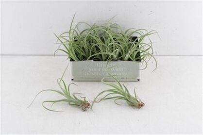 Arr3 Cp Tillandsia Curly Slim