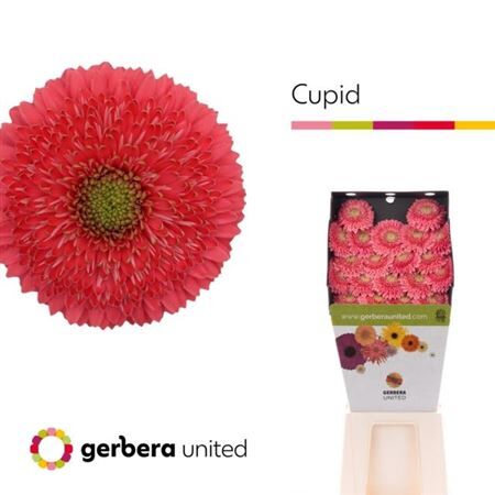 Ge Mb Terra Cupid Diamond