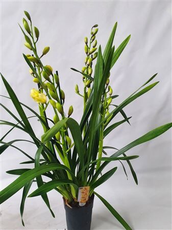 Cymbidium Ov Geel 3 Tak