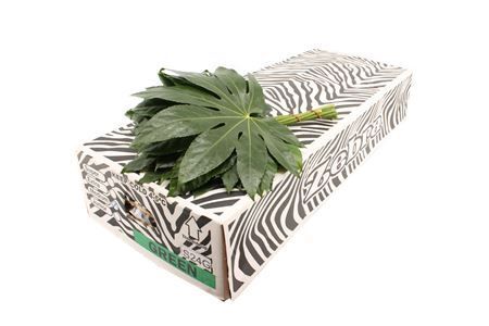 Aralia Costa Rica 35cm