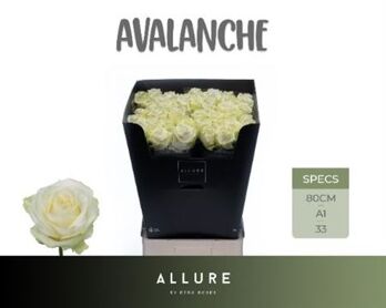 R Gr Avalanche Allure
