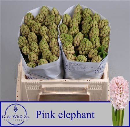 Hyac Pink Elephant