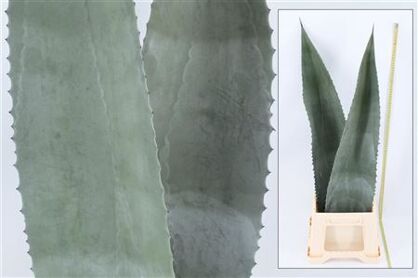 Agave Americana Bleu 90cm