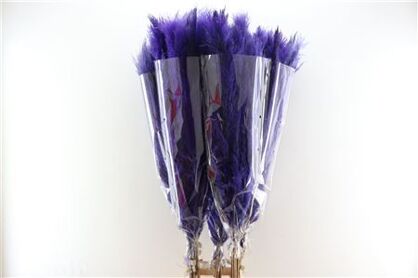 Dried Cortaderia Dadang Lilac 140cm P Stem