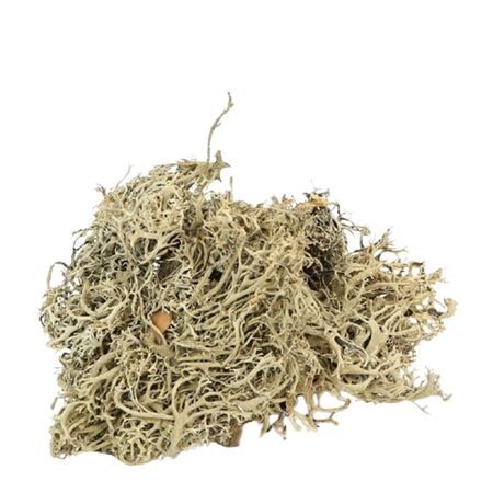 Mos Lychen 500g