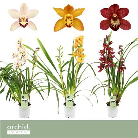 Cymbidium Mix 2-tak