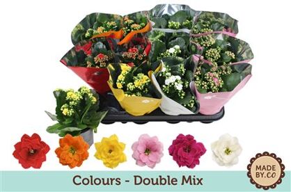 Kalanchoe Double Mix In Coloursleev