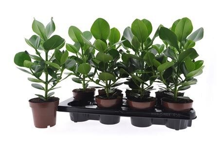 Clusia Rosea Princess