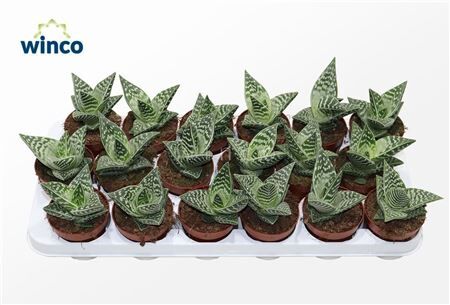 Aloe Variegata Compacta