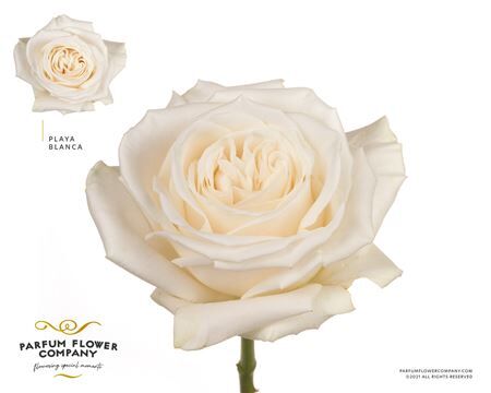 R Gr Garden Playa Blanca