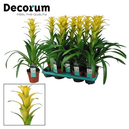 Guzmania Hilda (decorum)