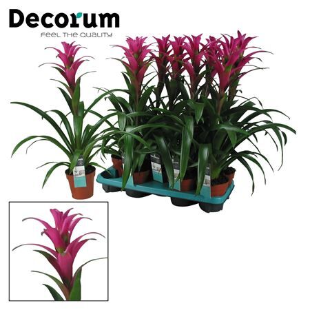 Guzmania Freya (decorum)