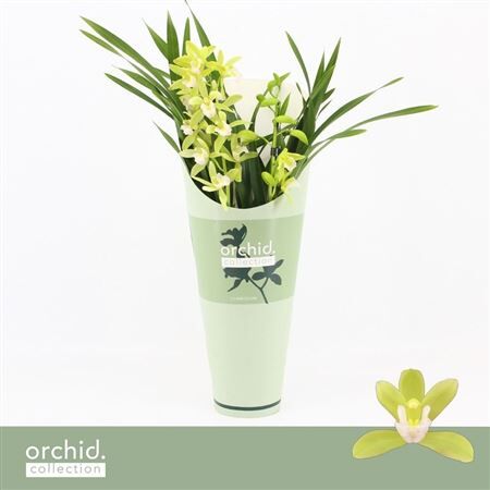 Cymbidium Mint Source 2-tak