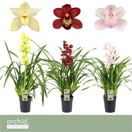 Cymbidium Mix 1-tak