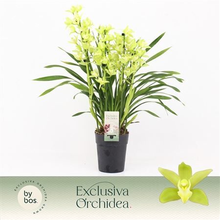 Cymbidium Green Arrow 5-tak