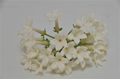 Stephanotis
