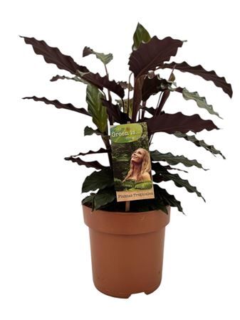 Calathea Rufibarba