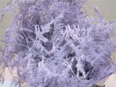 Asp Extra Veer Lavendel