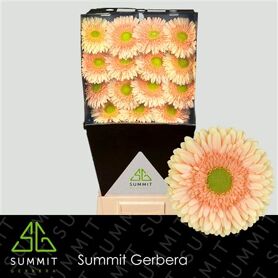 Ge Gr Carlita Diamond