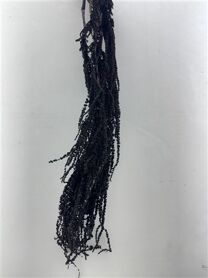 Pres Amaranthus Caud Black Bunch